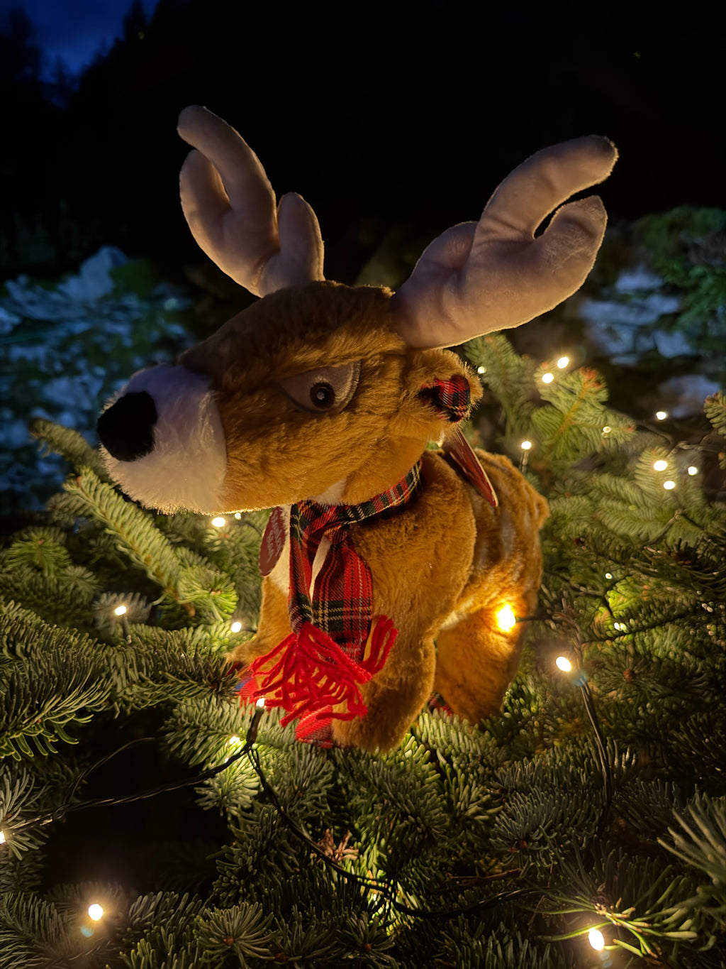 Christmas Stanley Stag