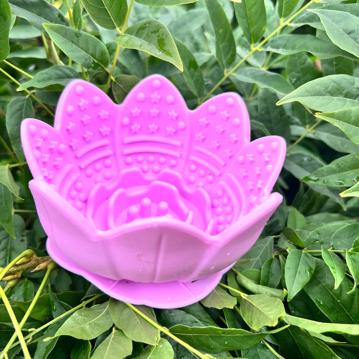 Lickpot Lotus Flower Blush Petal - Lakes and Tails