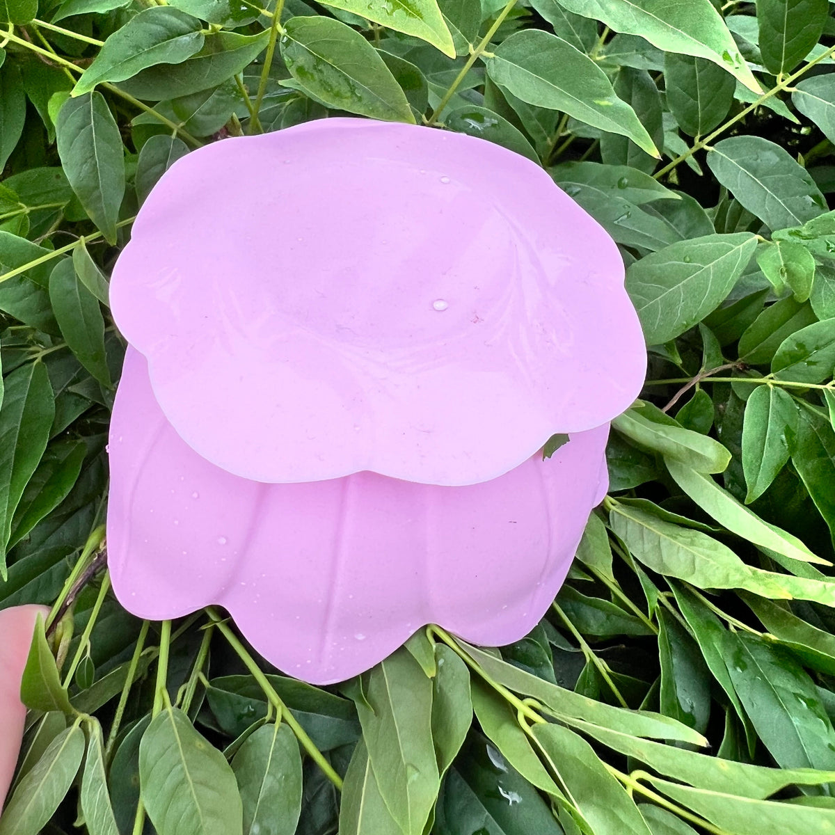 Lickpot Lotus Flower Blush Petal - Lakes and Tails