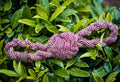 Eco Hemp / Cotton Dog  Tug Toy With Double Handles Burgundy